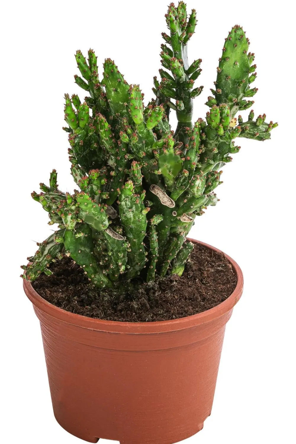 Dehner Kakteen - Feigenkaktus - Opuntia monacantha Grün