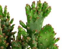 Dehner Kakteen - Feigenkaktus - Opuntia monacantha Grün