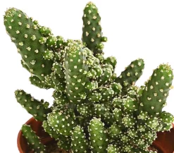 Dehner Kakteen - Feigenkaktus - Opuntia tuna monstrosa Grün