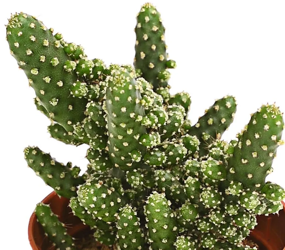 Dehner Kakteen - Feigenkaktus - Opuntia tuna monstrosa Grün