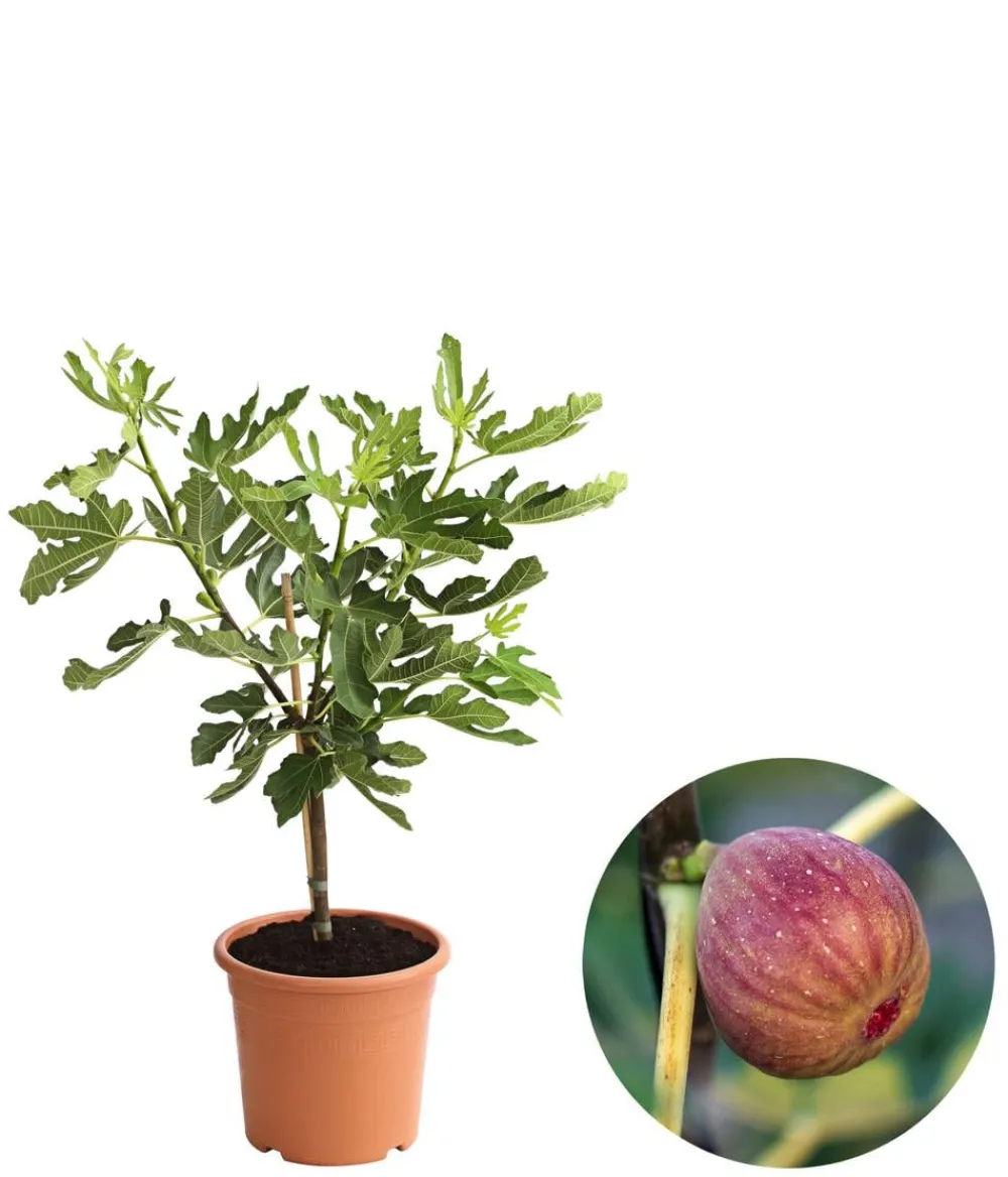 Dehner Nüsse & Besondere Obstbäume|Obstbäume - Feige 'Pfälzer Fruchtfeige' Lila