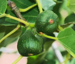 Dehner Nüsse & Besondere Obstbäume|Obstbäume - Feige 'Pfälzer Fruchtfeige' Lila