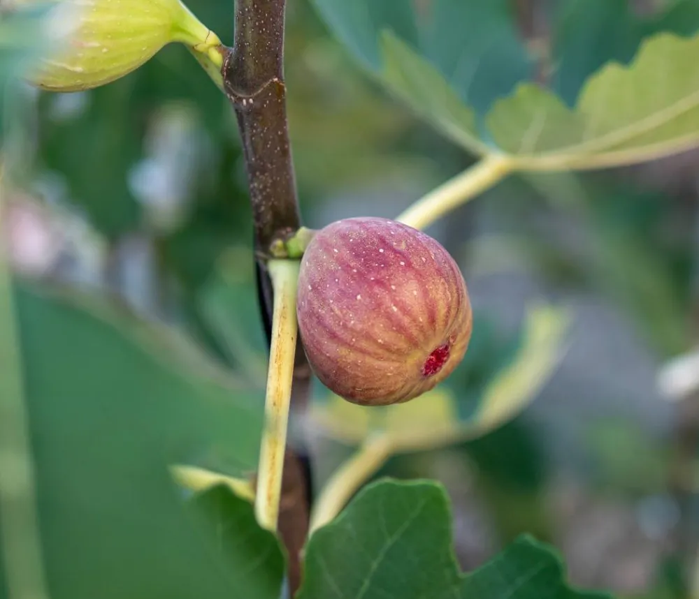 Dehner Nüsse & Besondere Obstbäume|Obstbäume - Feige 'Pfälzer Fruchtfeige' Lila