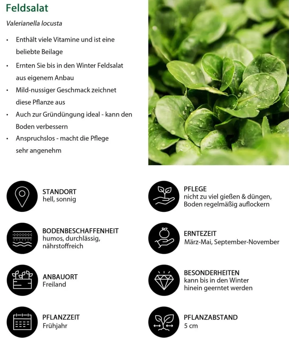 Dehner Feldsalat , 20er Schale Grün New