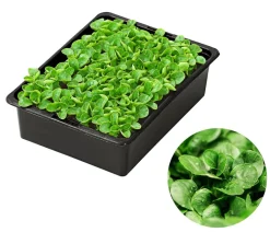 Dehner Feldsalat , 20er Schale Grün New
