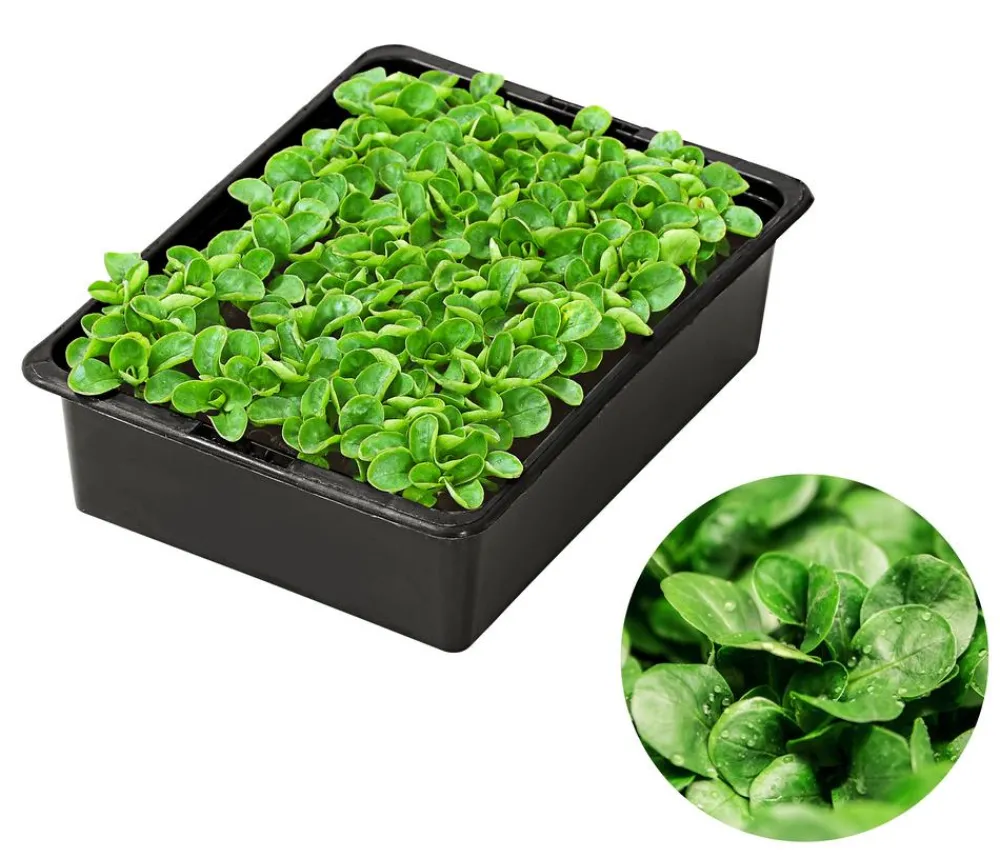Dehner Feldsalat , 20er Schale Grün New