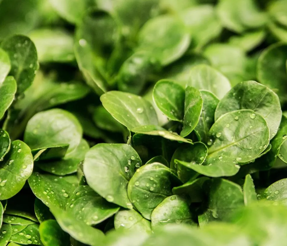 Dehner Feldsalat , 20er Schale Grün New