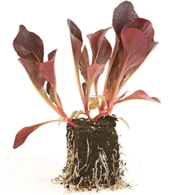 Dehner Feldsalat , 20er Schale Rot