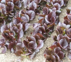 Dehner Feldsalat , 20er Schale Rot