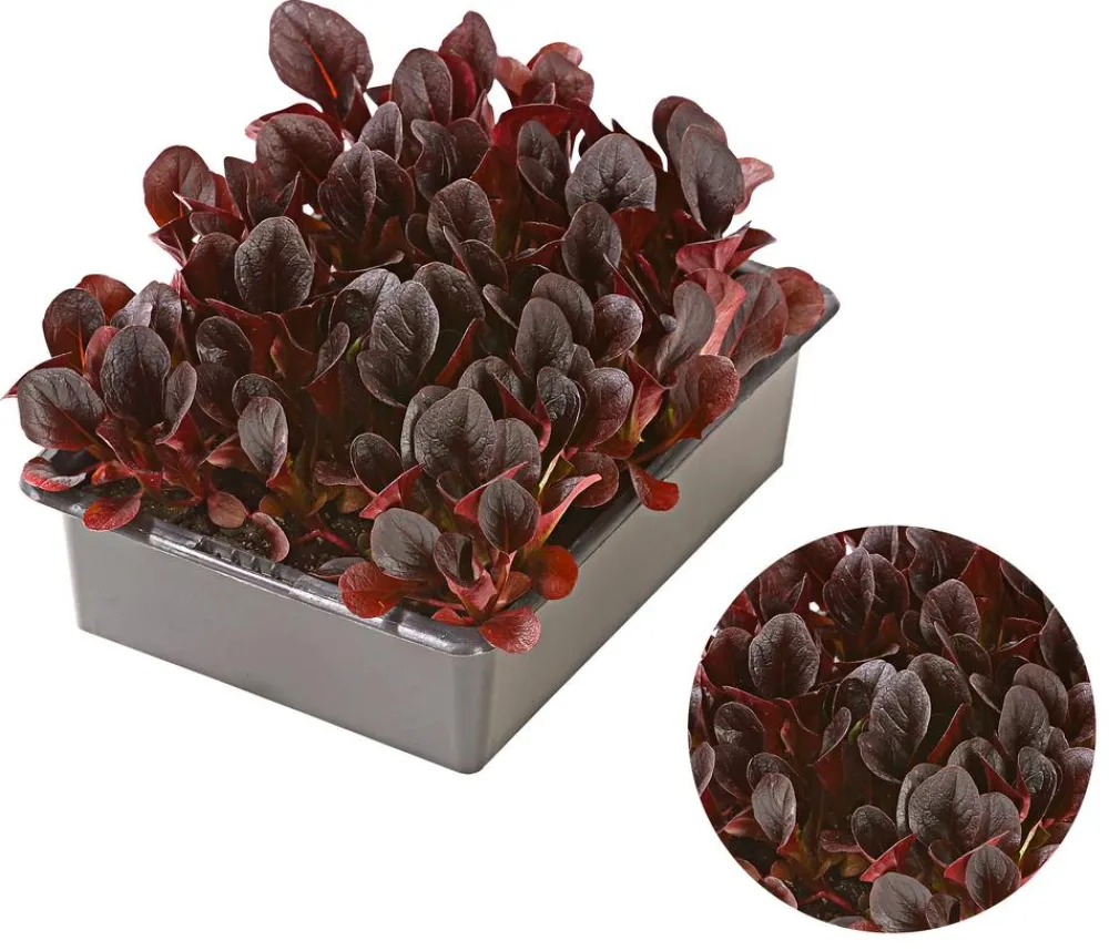 Dehner Feldsalat , 20er Schale Rot