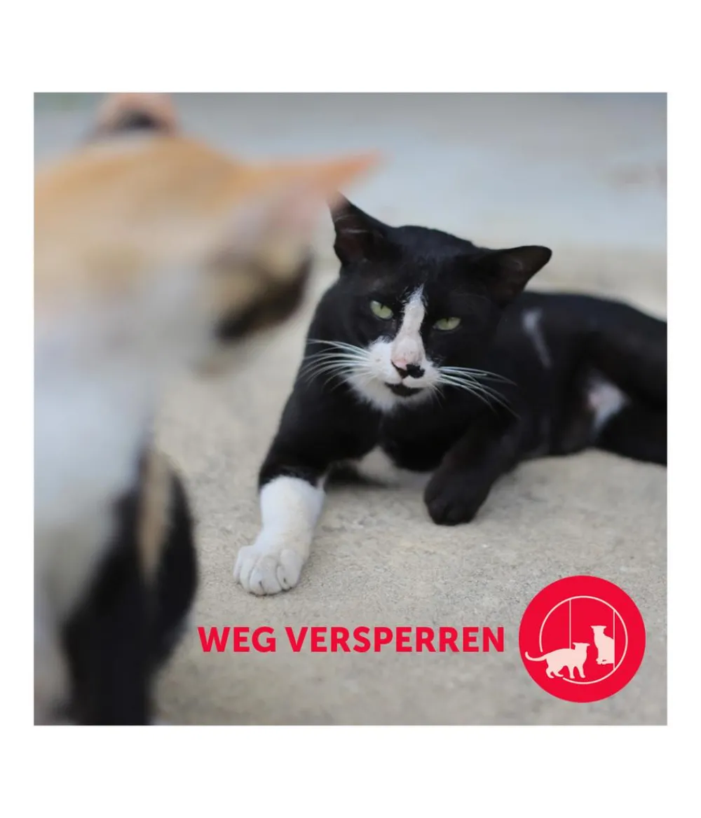 FELIWAY® Katzenpflege > Friends Nachfüllflakon, 3er-Set