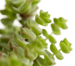 Dehner Felsen-Dickblatt - Crassula rupestris subsp. marnieriana 'Hottentot' Discount