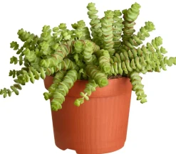 Dehner Felsen-Dickblatt - Crassula rupestris subsp. marnieriana 'Hottentot' Discount