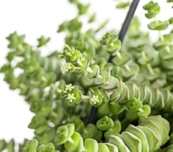 Dehner Felsendickblatt - Crassula rupestris subsp. marnieriana 'Hottentot', Ampel Discount