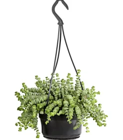 Dehner Felsendickblatt - Crassula rupestris subsp. marnieriana 'Hottentot', Ampel Discount