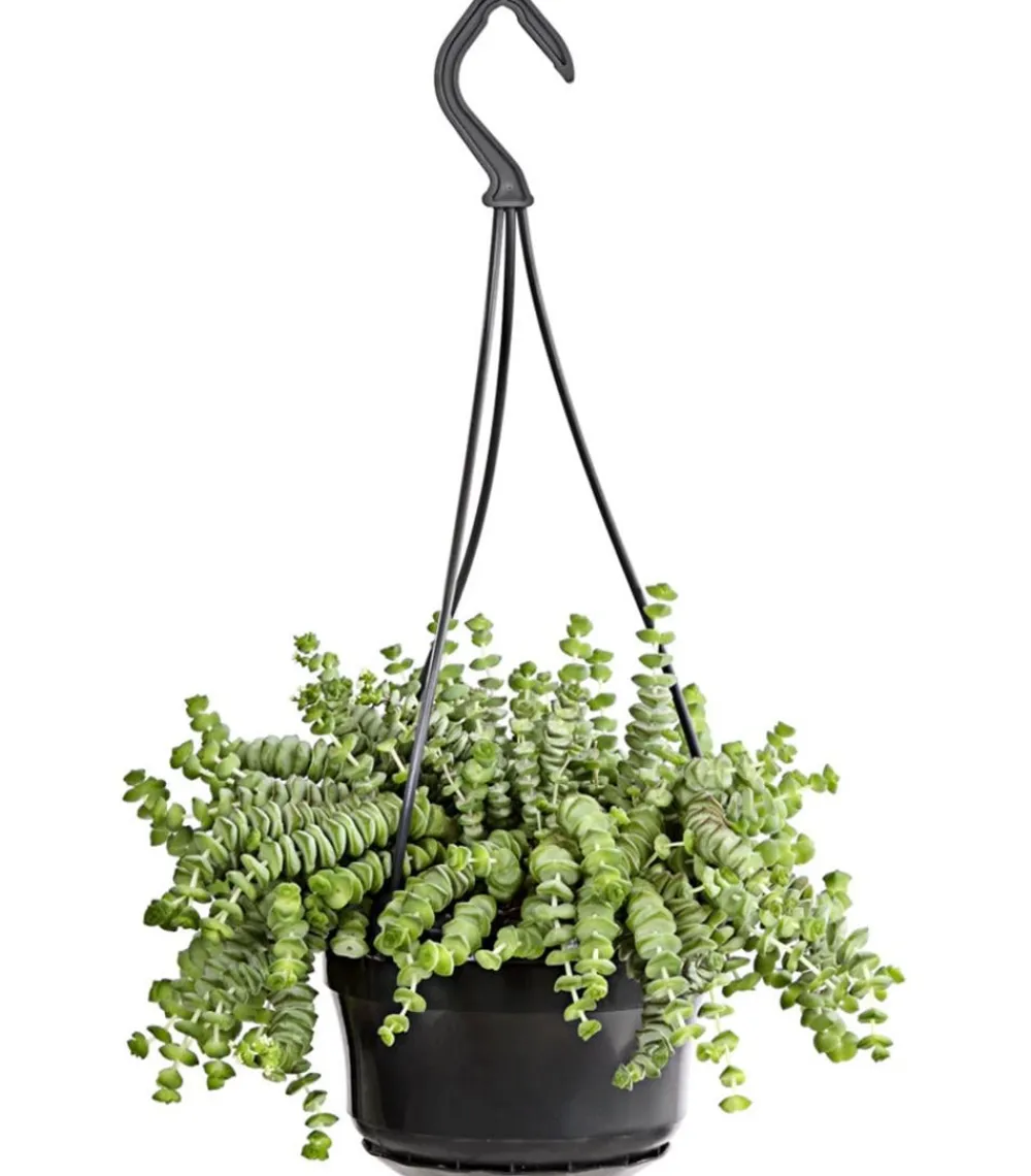 Dehner Felsendickblatt - Crassula rupestris subsp. marnieriana 'Hottentot', Ampel Discount