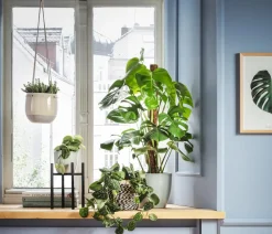 Dehner Felsendickblatt - Crassula rupestris subsp. marnieriana 'Hottentot', Ampel Discount