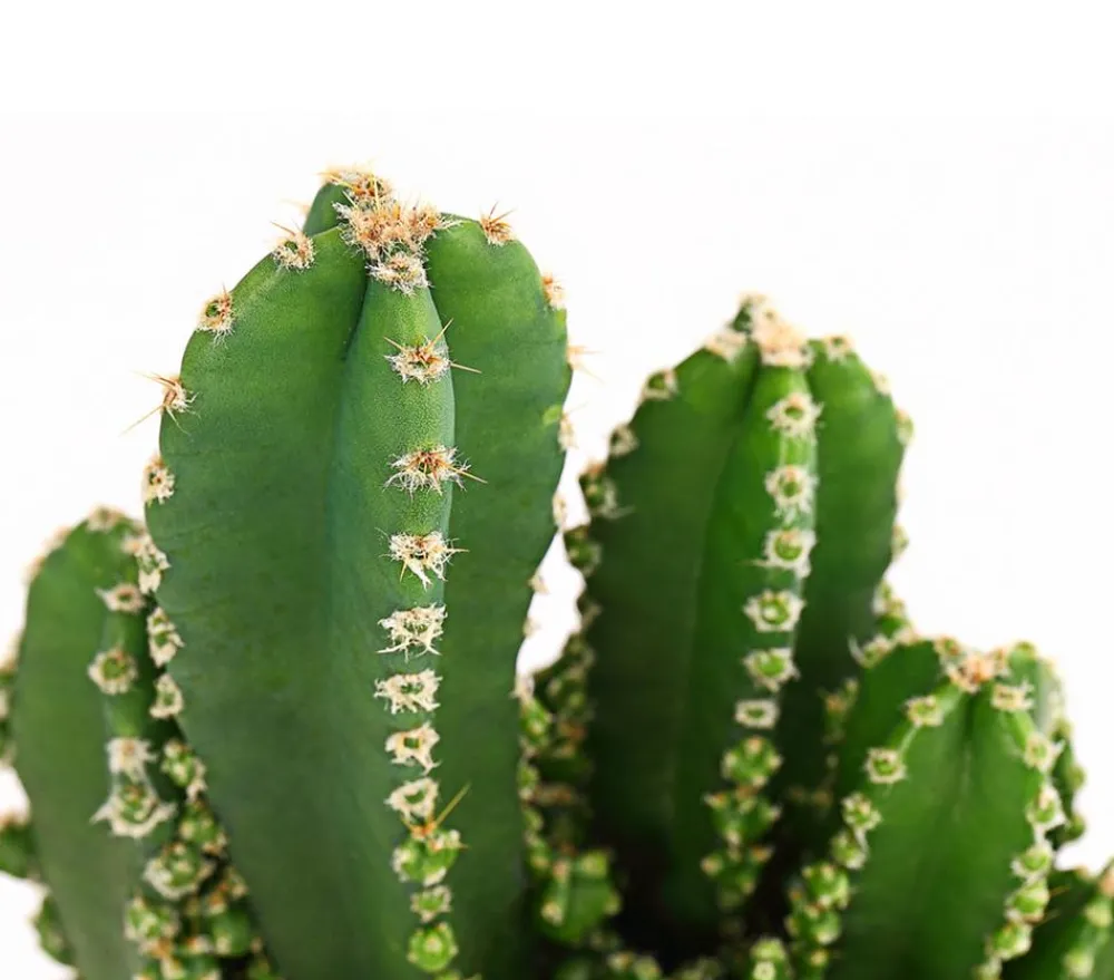 Dehner Felsenkaktus - Cereus repandus/Cereus peruvianus Grün Clearance