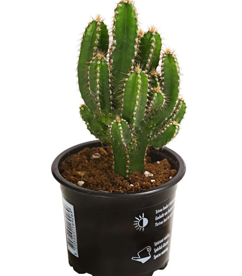 Dehner Kakteen - Felsenkaktus - Cereus repandus/Cereus peruvianus Grün