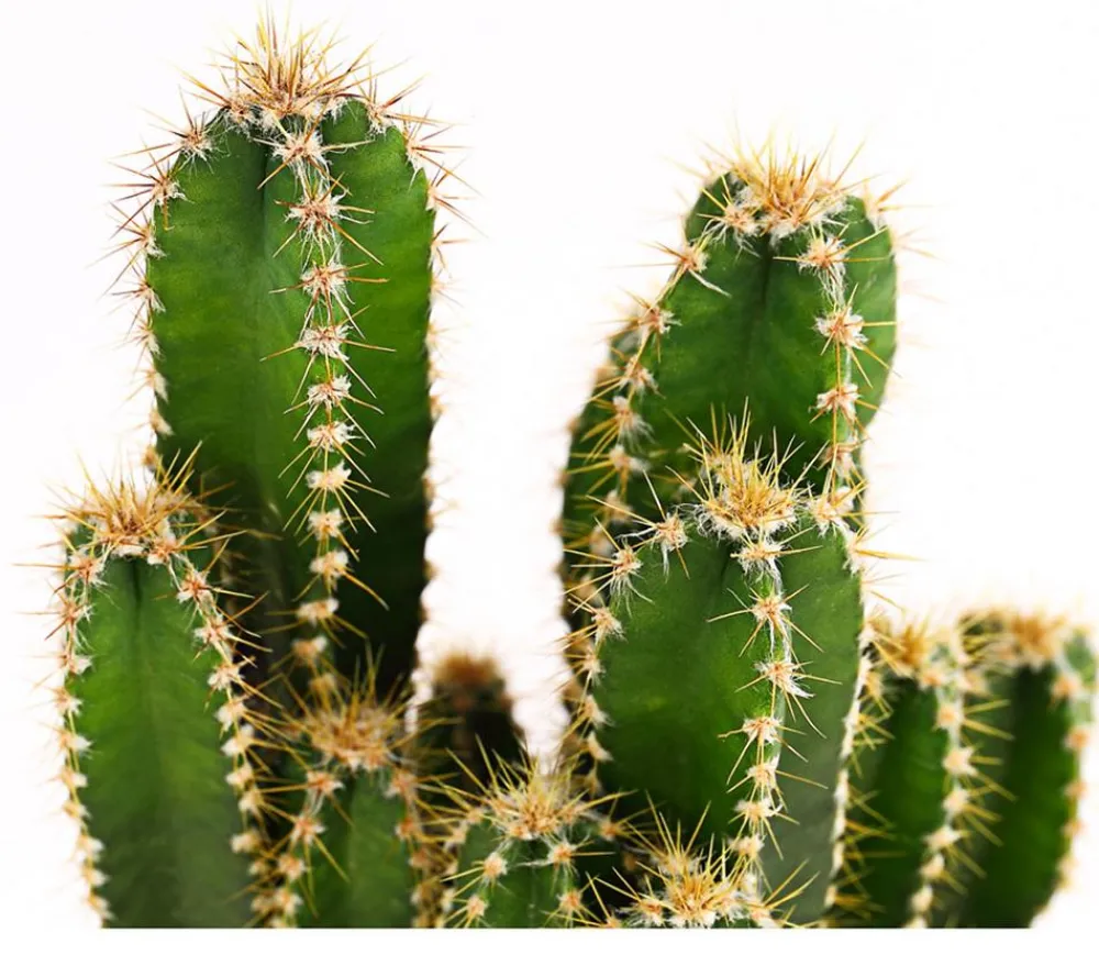 Dehner Kakteen - Felsenkaktus - Cereus repandus/Cereus peruvianus Grün