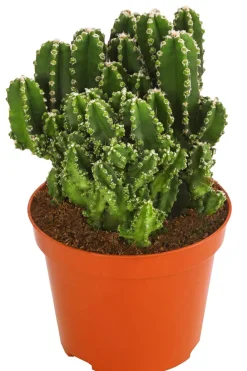 Dehner Kakteen - Felsenkaktus - Cereus repandus/Cereus peruvianus Grün
