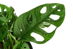 Dehner Hydropflanzen|Grünpflanzen > Fensterblatt - Monstera adansonii, Hydrokultur