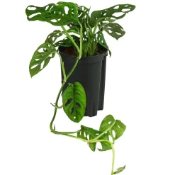 Dehner Hydropflanzen|Grünpflanzen > Fensterblatt - Monstera adansonii, Hydrokultur