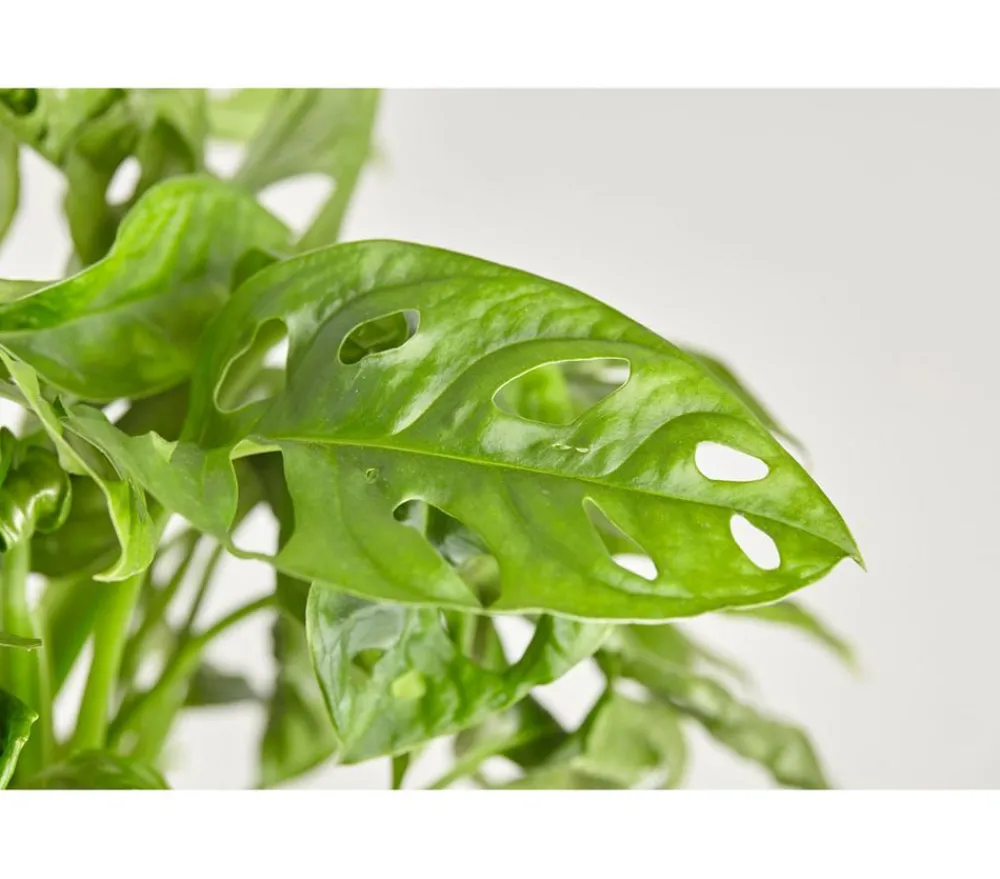 Dehner Fensterblatt - Monstera adansonii, Ampel Grün New