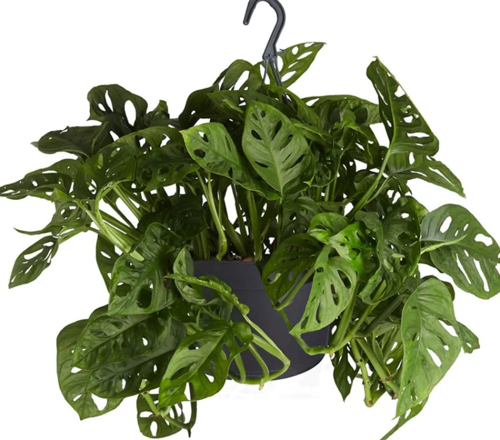 Dehner Fensterblatt - Monstera adansonii, Ampel Grün New