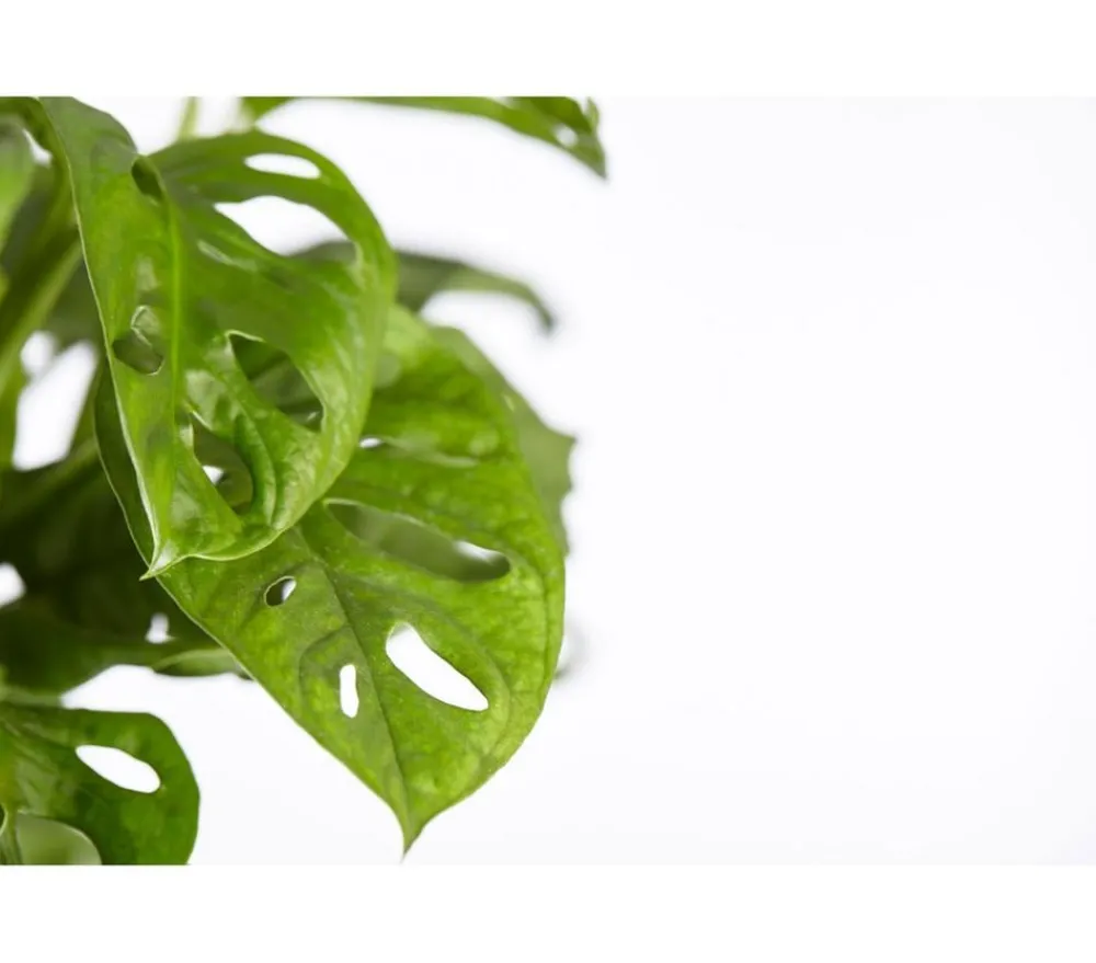 Dehner Monstera & Philodendron|Grünpflanzen > Fensterblatt - Monstera adansonii