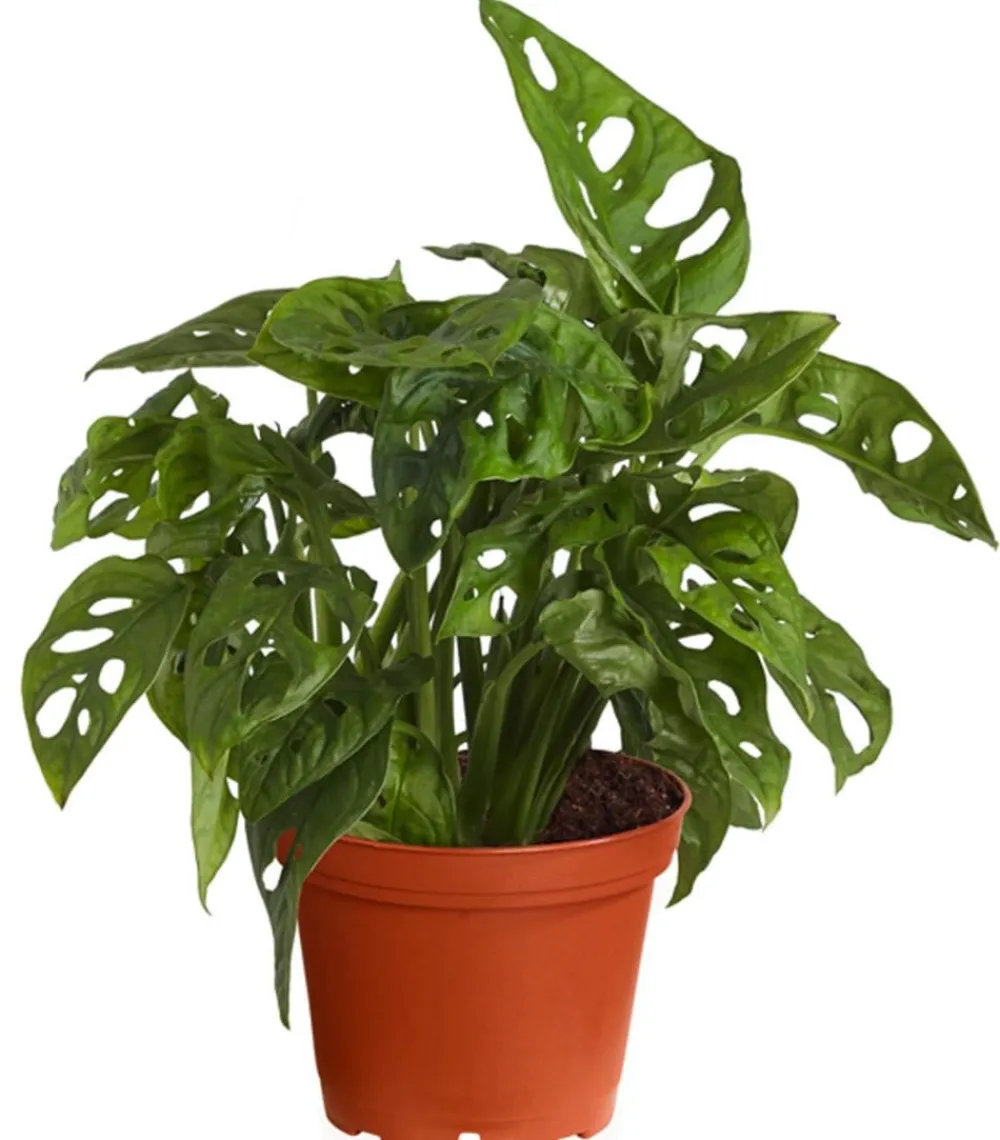 Dehner Monstera & Philodendron|Grünpflanzen > Fensterblatt - Monstera adansonii