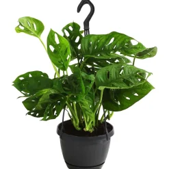 Dehner Monstera & Philodendron|Grünpflanzen > Fensterblatt - Monstera adansonii
