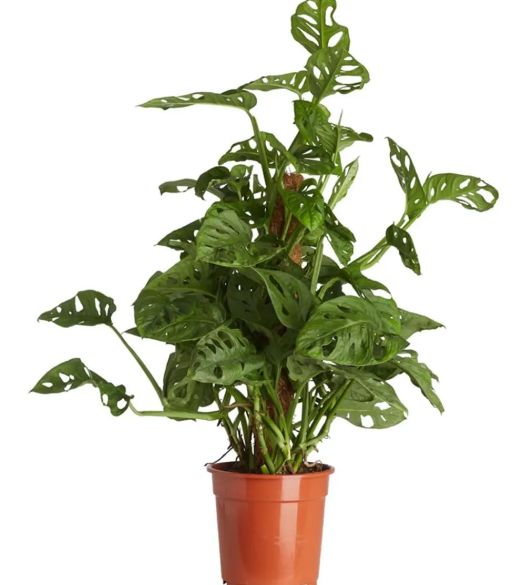 Dehner Fensterblatt - Monstera adansonii Grün Clearance