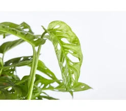 Dehner Fensterblatt - Monstera adansonii Grün Clearance