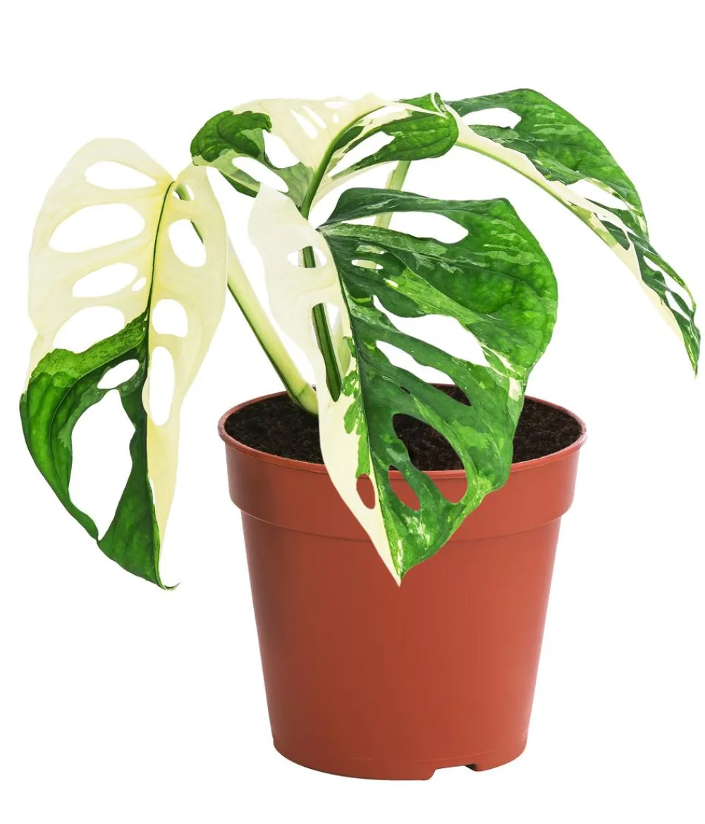 Dehner Raritäten|Grünpflanzen > Fensterblatt - Monstera adansonii variegata