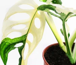 Dehner Raritäten|Grünpflanzen > Fensterblatt - Monstera adansonii variegata