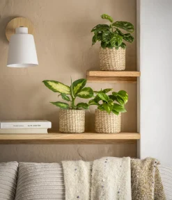 Dehner Monstera & Philodendron|Grünpflanzen - Fensterblatt - Monstera adansonii Grün