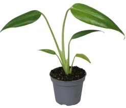Dehner Raritäten|Grünpflanzen - Fensterblatt - Monstera 'Burle Marx Flame' Grün