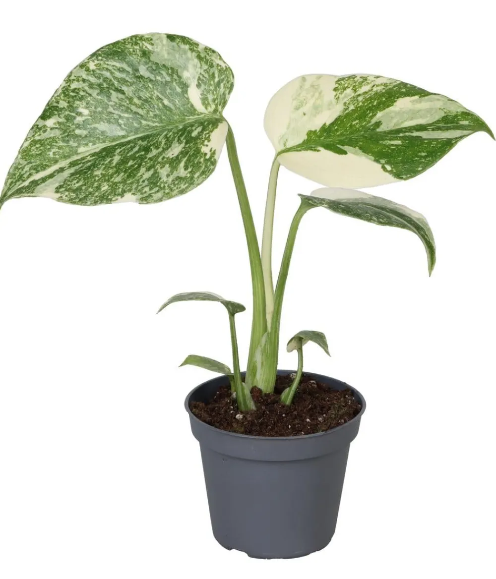 Dehner Raritäten|Grünpflanzen > Fensterblatt - Monstera 'Creme Brulée'