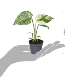 Dehner Raritäten|Grünpflanzen > Fensterblatt - Monstera 'Creme Brulée'