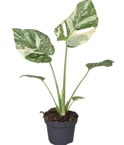 Dehner Raritäten|Grünpflanzen - Fensterblatt - Monstera 'Creme Brulée'
