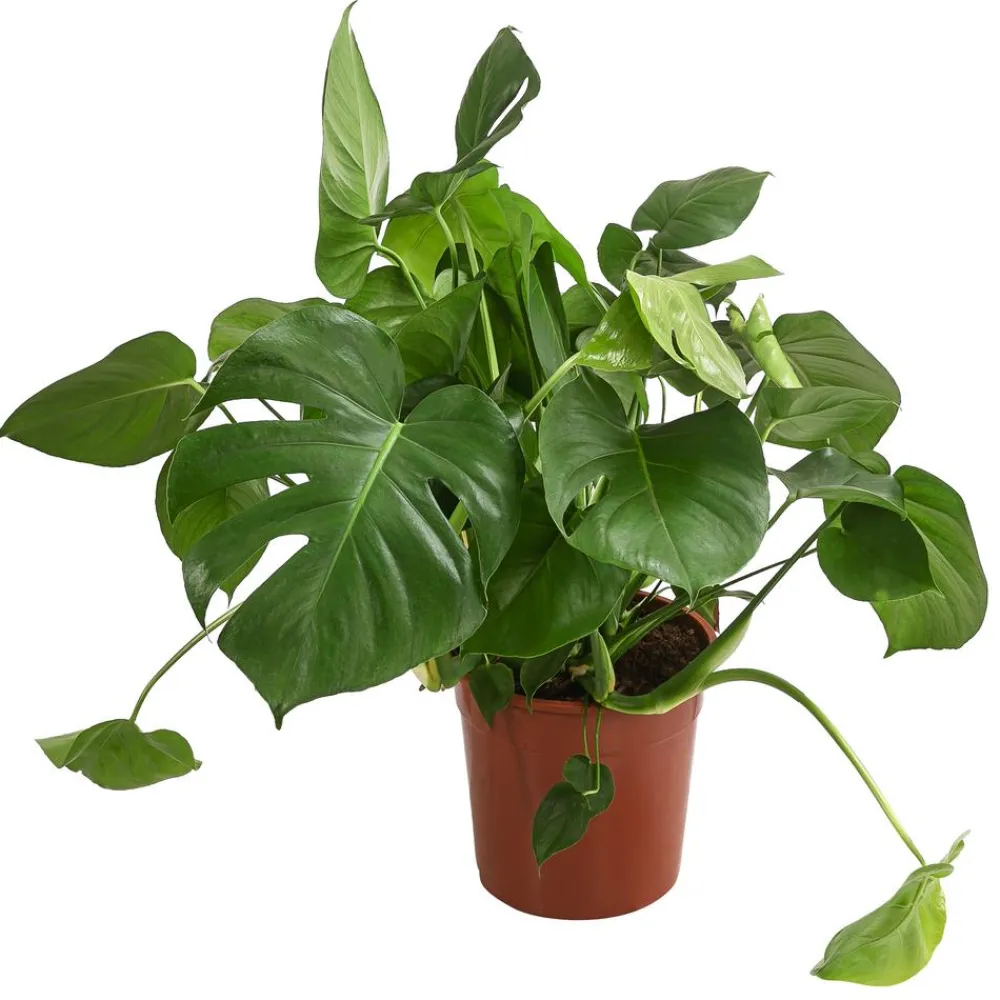Dehner Grünpflanzen|Monstera & Philodendron > Fensterblatt - Monstera deliciosa