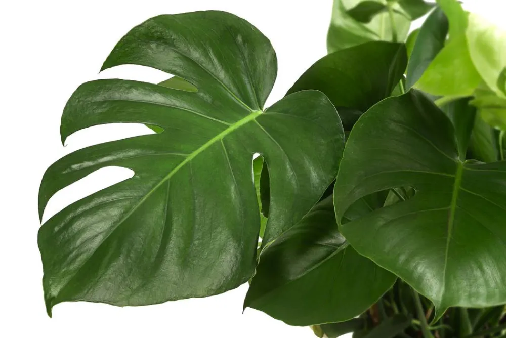 Dehner Grünpflanzen|Monstera & Philodendron > Fensterblatt - Monstera deliciosa