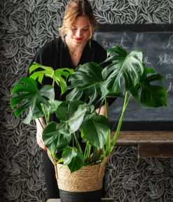 Dehner Grünpflanzen|Monstera & Philodendron > Fensterblatt - Monstera deliciosa