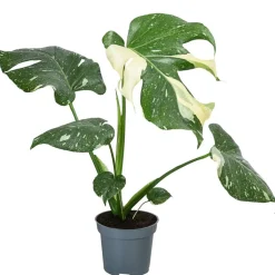 Dehner Fensterblatt - Monstera deliciosa 'Thai Constellation', panaschiert