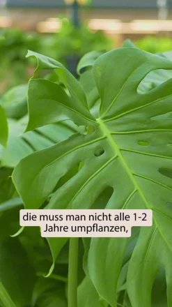 Dehner Fensterblatt - Monstera deliciosa 'Thai Constellation', panaschiert