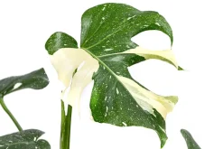 Dehner Fensterblatt - Monstera deliciosa 'Thai Constellation', panaschiert