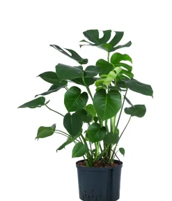 Dehner Hydropflanzen|Grünpflanzen > Fensterblatt - Monstera deliciosa, Hydrokultur