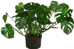 Dehner Hydropflanzen|Grünpflanzen - Fensterblatt - Monstera deliciosa, Hydrokultur Grün