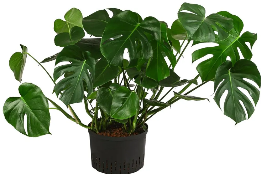 Dehner Hydropflanzen|Grünpflanzen - Fensterblatt - Monstera deliciosa, Hydrokultur Grün